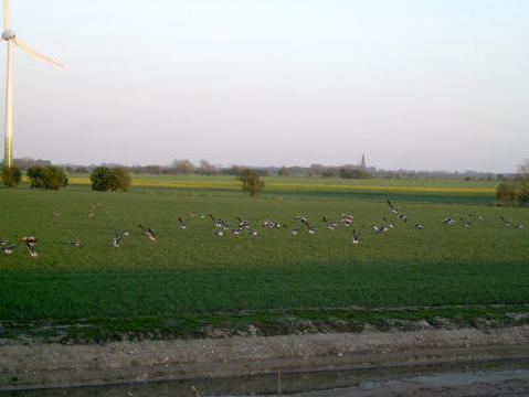 Wildgänse