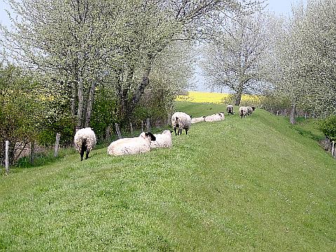 Deichlandschaft
